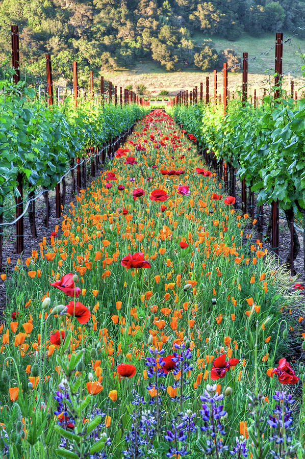 Poppy Photograph - Poppy Lined Vineyard by Rmb Images / Photography By Robert Bowman