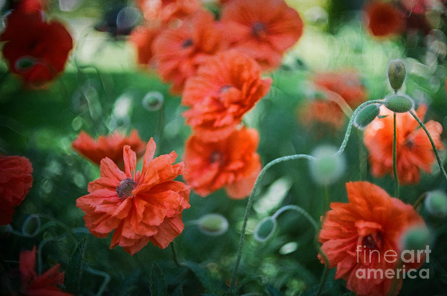 Flower Photograph - Poppy Madness by Carrie Cole