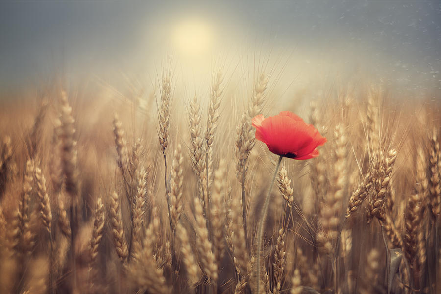 Nature Photograph - Poppy by Magda Bognar