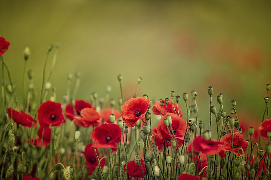 Poppy Meadow Photograph by Nailia Schwarz - Fine Art America