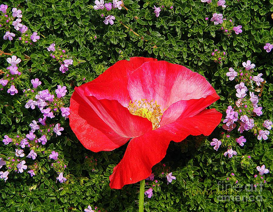 Poppy on Thyme  Photograph by Chris Berry