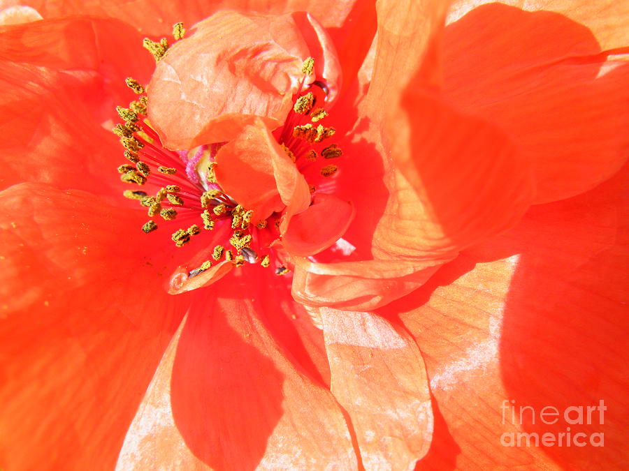 Brian Boyle Photograph - Poppy palette in red by Brian Boyle