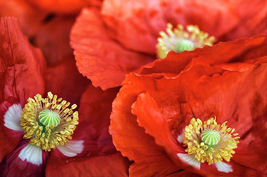 Poppy Photograph - Poppy (papaver Rhoeas) by Maria Mosolova Poppy Photograph - Poppy (papaver Rhoeas) by Maria Mosolova