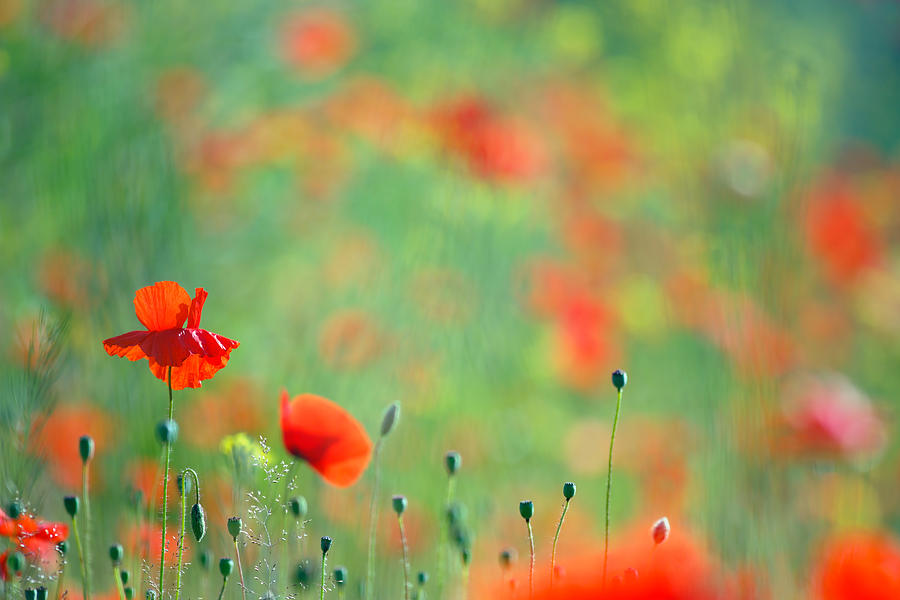 Poppy Photograph - Poppy Party - Field of Corn Poppies by Roeselien Raimond