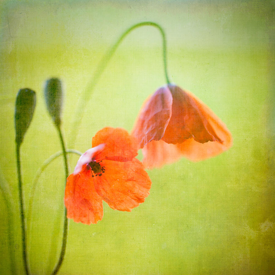 Poppy Photograph by Peter Chadwick