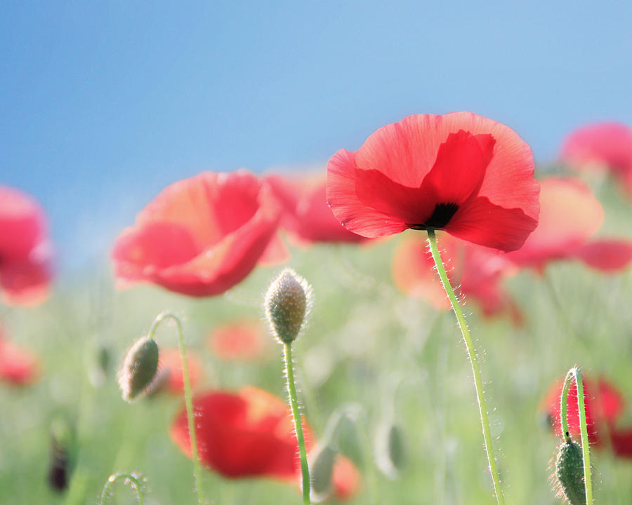 Poppy Photograph - Red Poppies by Amy Tyler