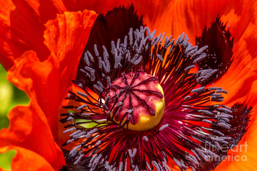 Poppy Pod Photograph by Beverly Tabet