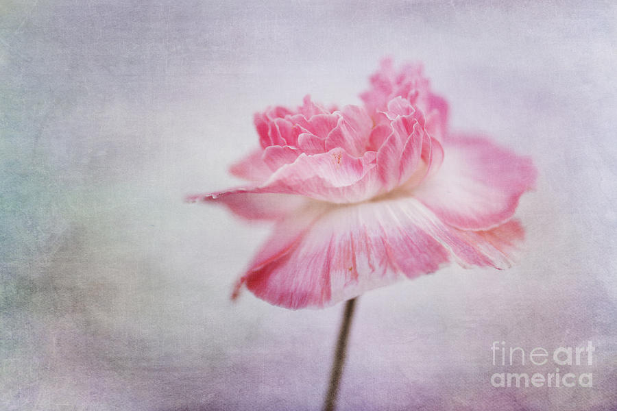 Flower Photograph - Poppy Poem by Priska Wettstein