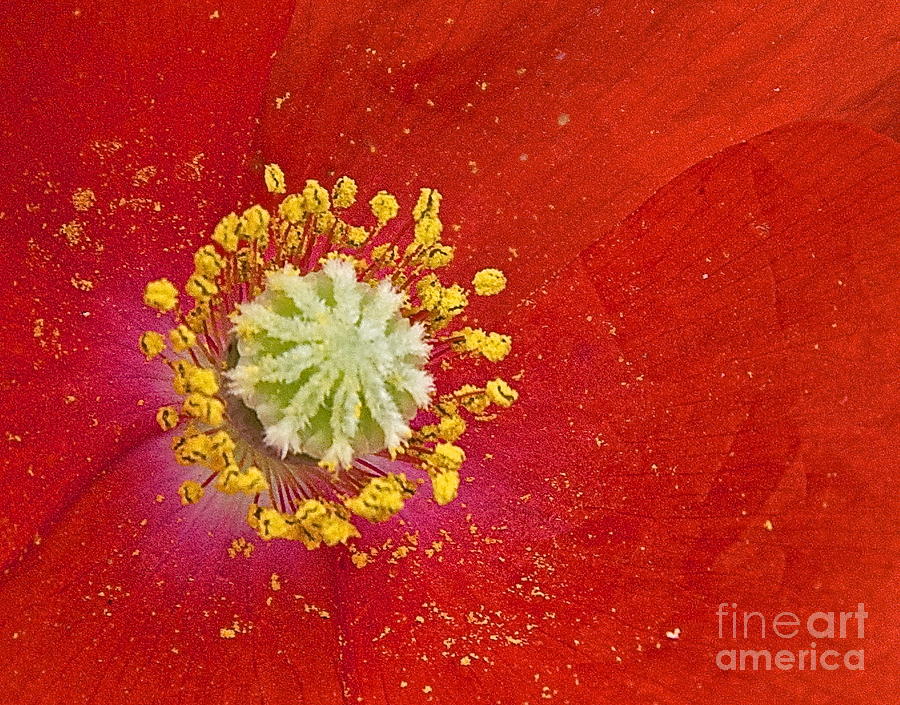 Poppy Pollen Photograph by Sean Griffin