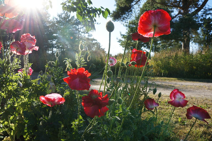 Poppy radiance Photograph by Helene Persson