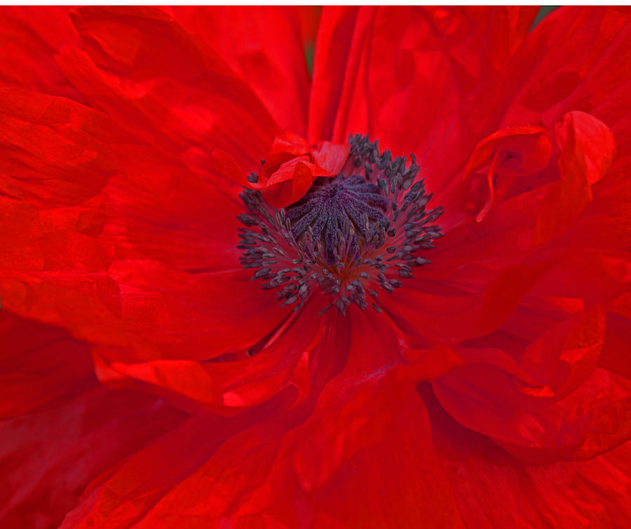 Poppy - Red Envy Photograph by Jo Smoley