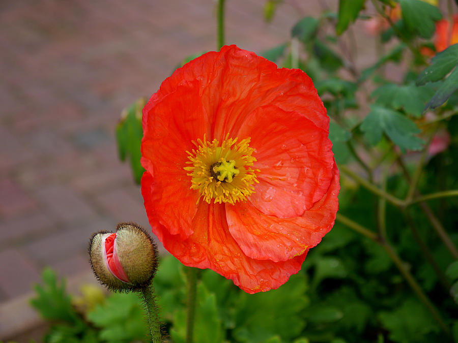 Poppy Photograph by Richard Reeve