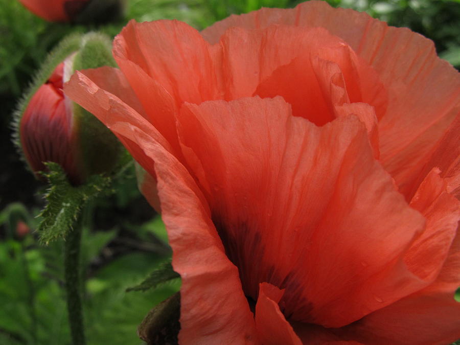 Poppy Photograph by Rosebud McGreevy - Fine Art America