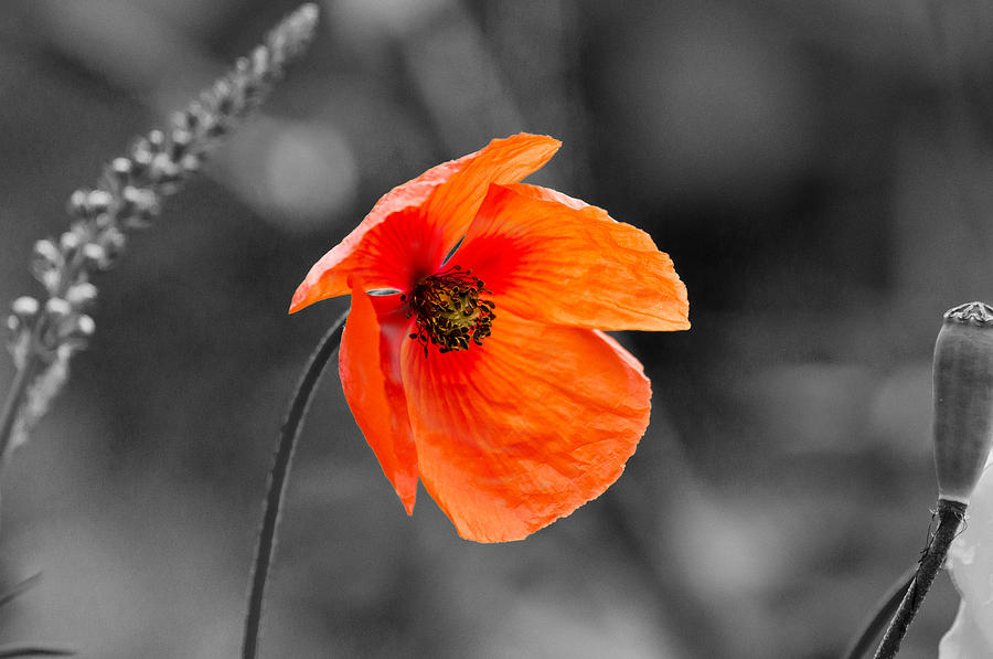 Poppy Photograph by Scott Carruthers