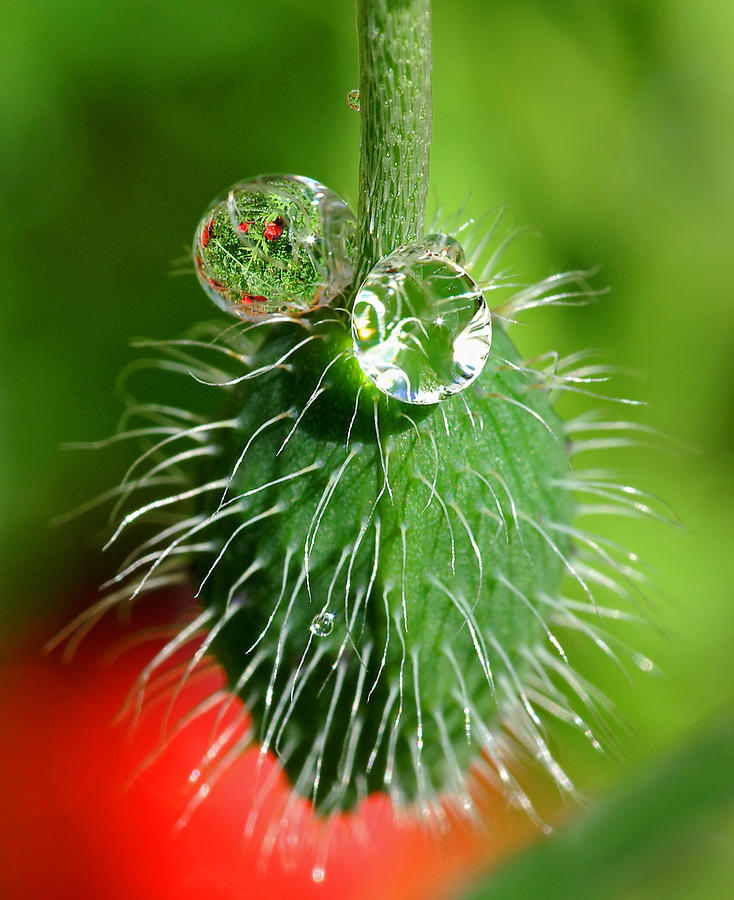 Poppy seed and rain drops Photograph by Pete Hemington