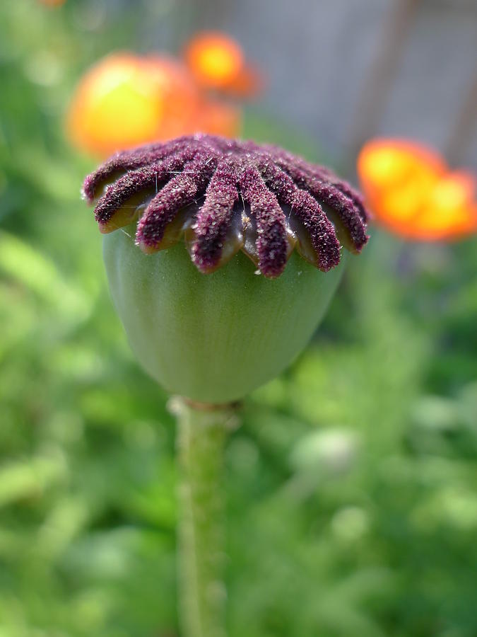 Poppy Seed Head 1 Photograph by Richard Reeve