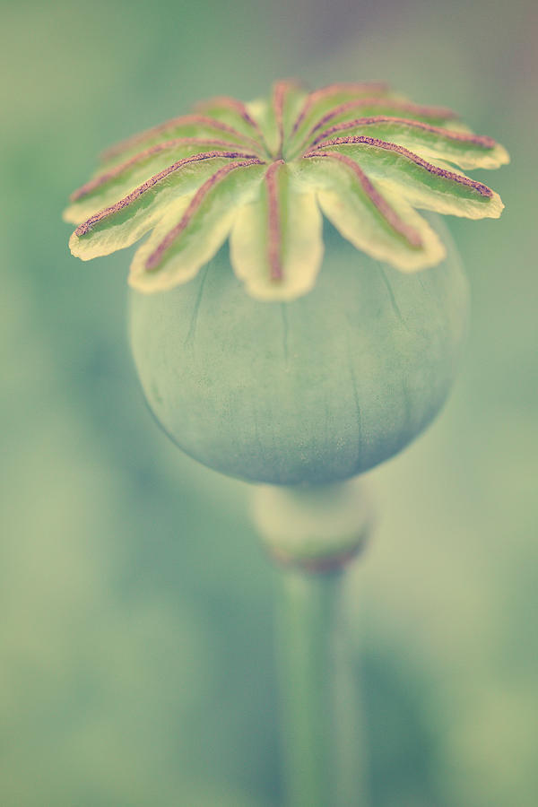 Poppy Seed Head Photograph by Jayneburfordphotography