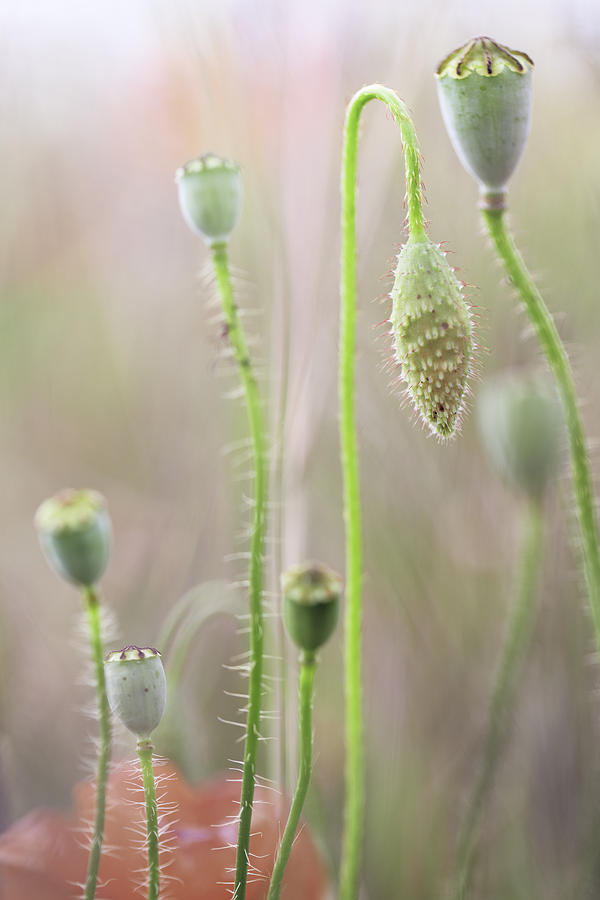 Poppy Seed Pod Wildflowers Photograph by Dirk Ercken