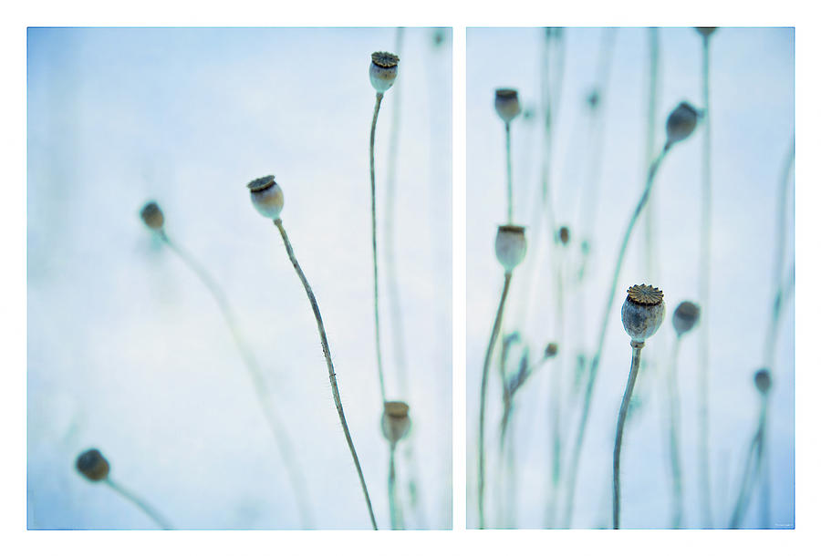 Poppy Photograph - Poppy Seed Pods by Theresa Tahara