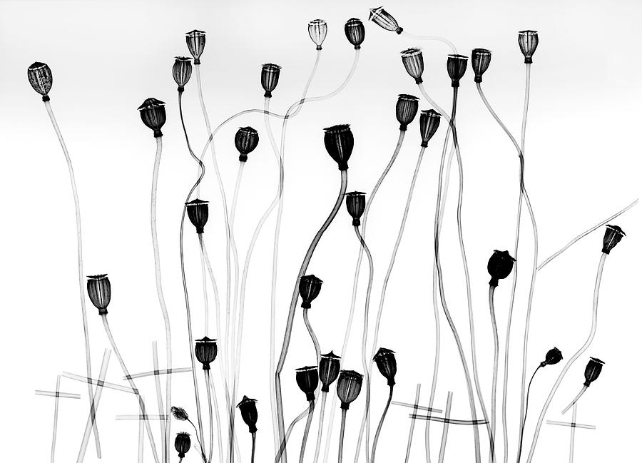 Poppy Seedheads Photograph by Albert Koetsier X-ray