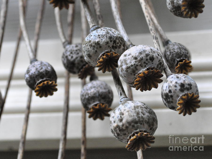 Poppy Seedheads Photograph by Tatyana Searcy