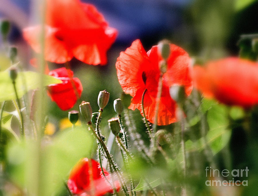 Poppy Seedpods Photograph by Kathy Bassett