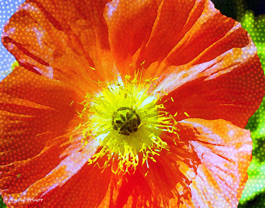 Flower Photograph - Poppy series - Facing the Sun by Moon Stumpp