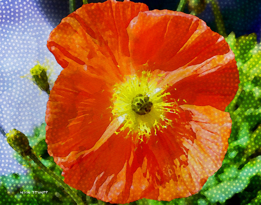 Flower Photograph - Poppy series - Opened to the Sun by Moon Stumpp