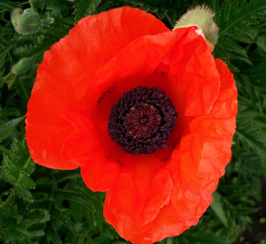 Poppy of Remembrance  Photograph by Sharon Duguay
