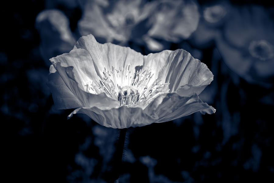 Poppy Photograph - Poppy Sunlight by Isabel Laurent