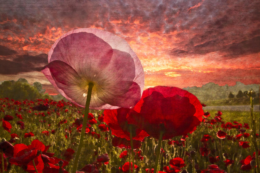 Poppy Sunrise Photograph by Debra and Dave Vanderlaan