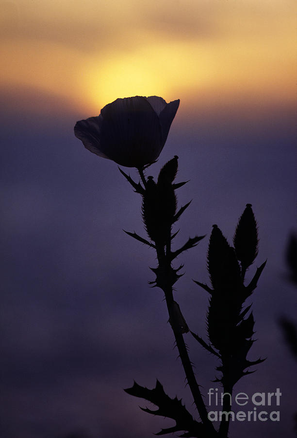 Poppy Sunset Kauai Photograph by Craig Lovell