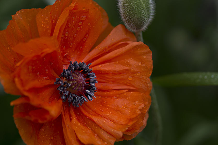 Poppy Photograph by Susan Garver