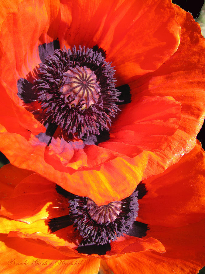 Poppy Tandem - Foral Photographic Art - Poppies Photograph by Brooks Garten Hauschild