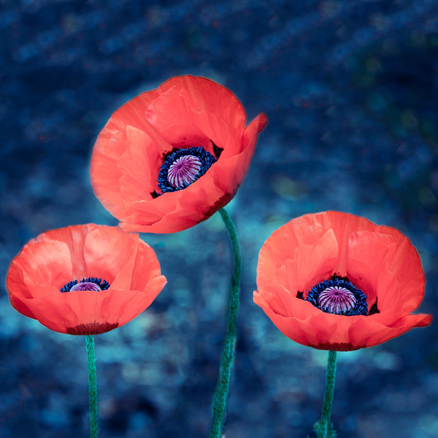 Flower Photograph - Poppy trio by Ludmila Nayvelt