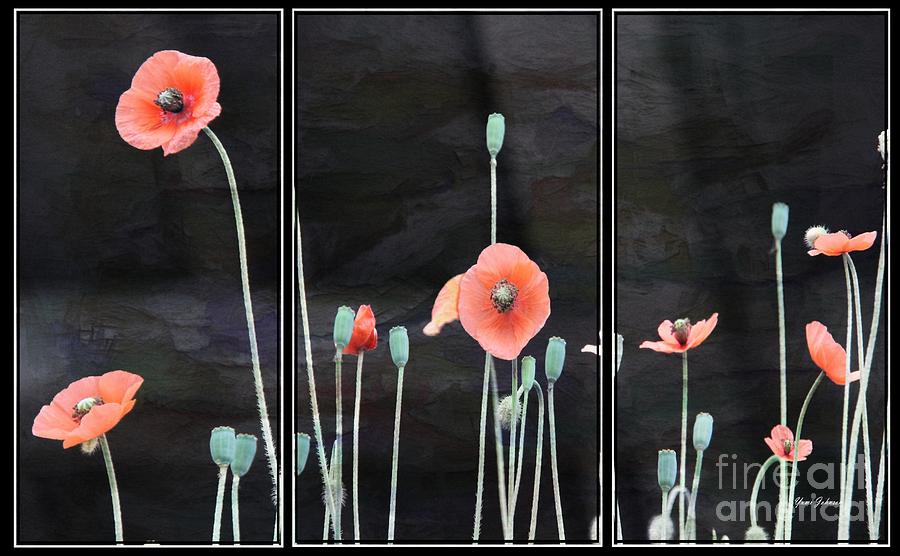 Poppy Triptych       Photograph by Yumi Johnson