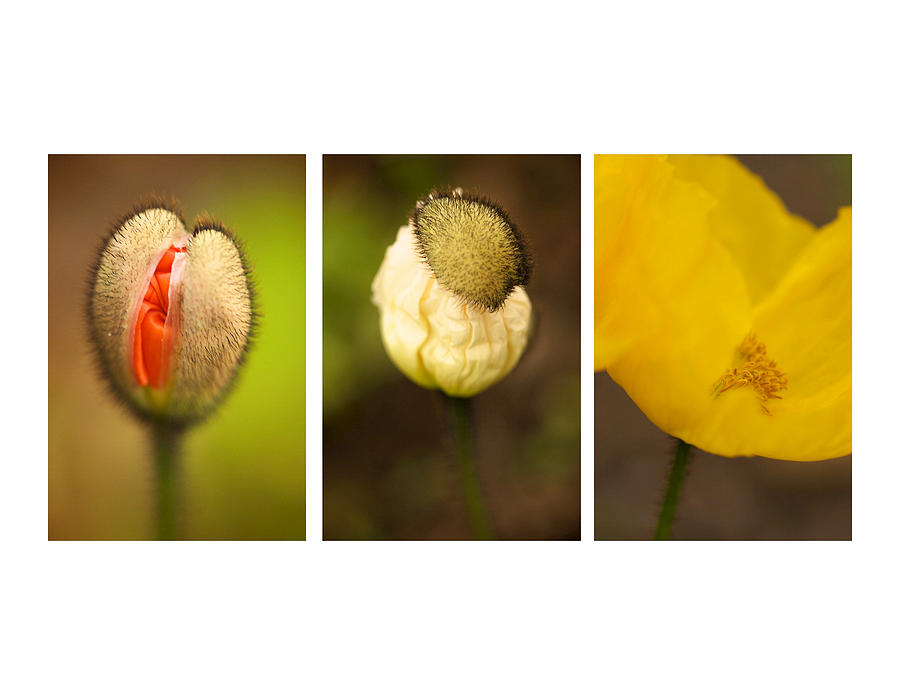 Poppy Triptych Photograph by Brooke Roby