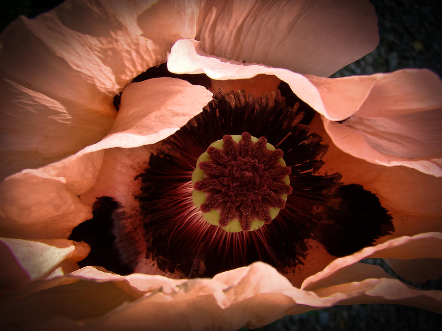 Poppy Undressing Photograph by Ronda Broatch