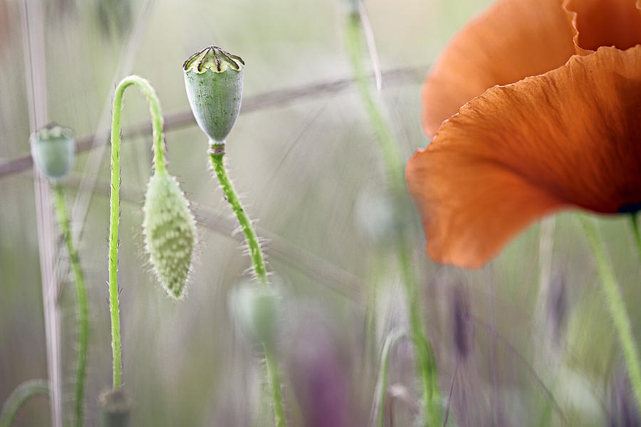 Poppy Wildflower Detail Photograph by Dirk Ercken