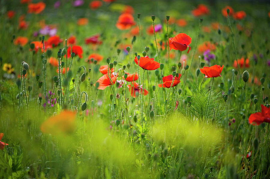 Poppy Wildflower Meadow Photograph by Jacky Parker Photography