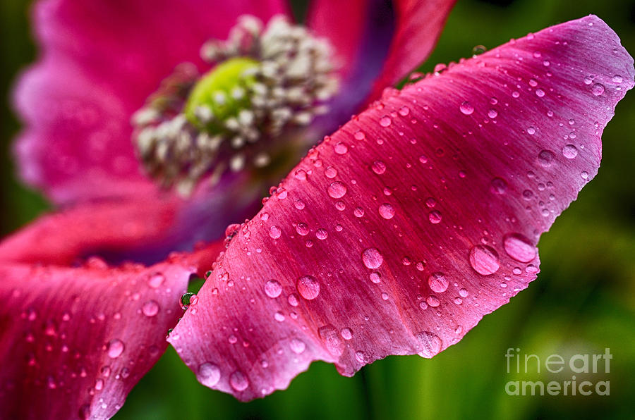 Nature Photograph - Poppy with Raindrops by Thomas R Fletcher