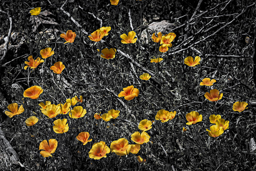 Poppyflies Photograph by Mark Myhaver