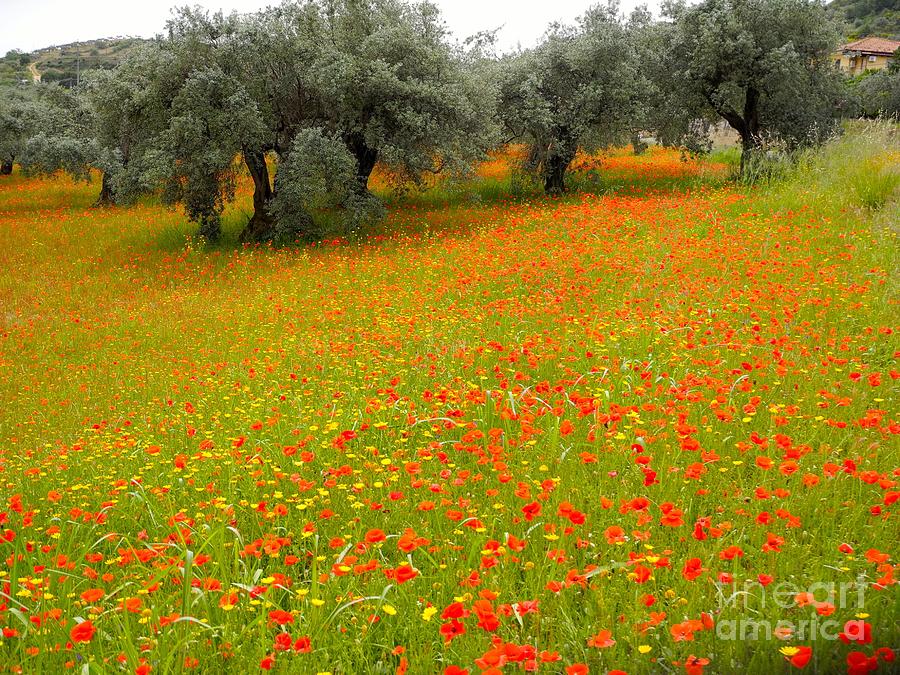Spring Photograph - Poppys and Olive Trees by Pauline Margarone