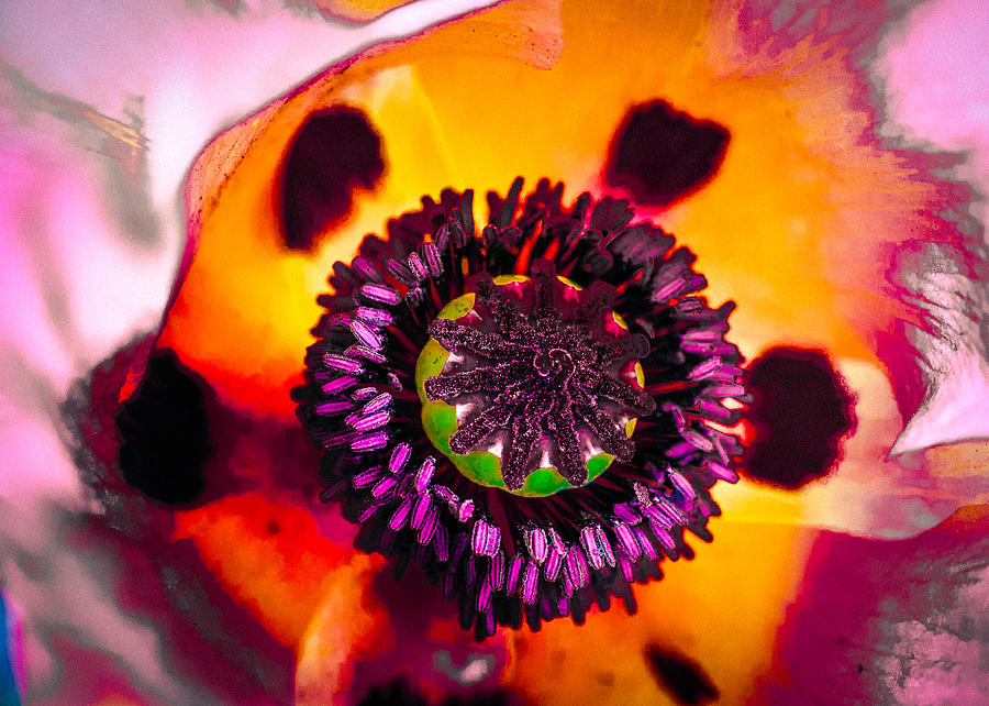 Poppys Dream Photograph by Ronda Broatch