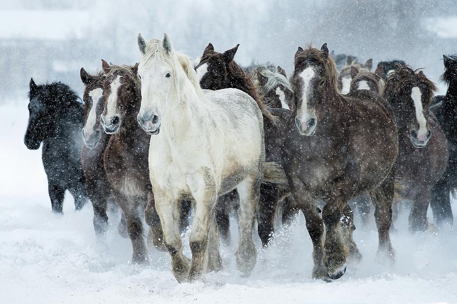 Populations Of Horses Photograph by Makienis Photo Populations Of Horses Photograph by Makienis Photo