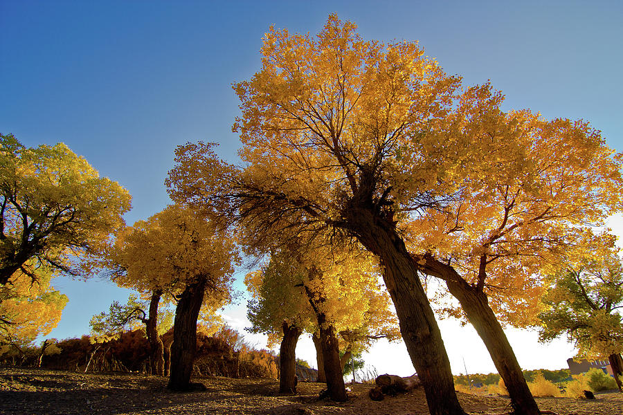 Populus And Sunshine Photograph by Welcome To Buy The Image If You Like It!