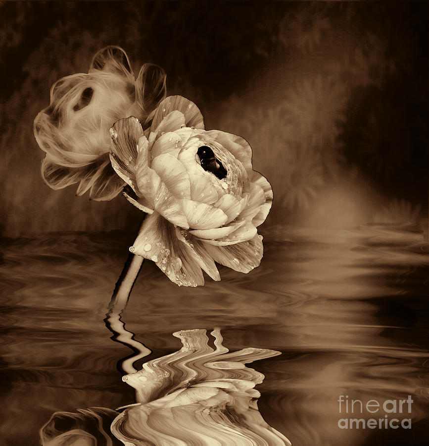 Poppy Fantasy in Sepia Photograph by Shirley Mangini