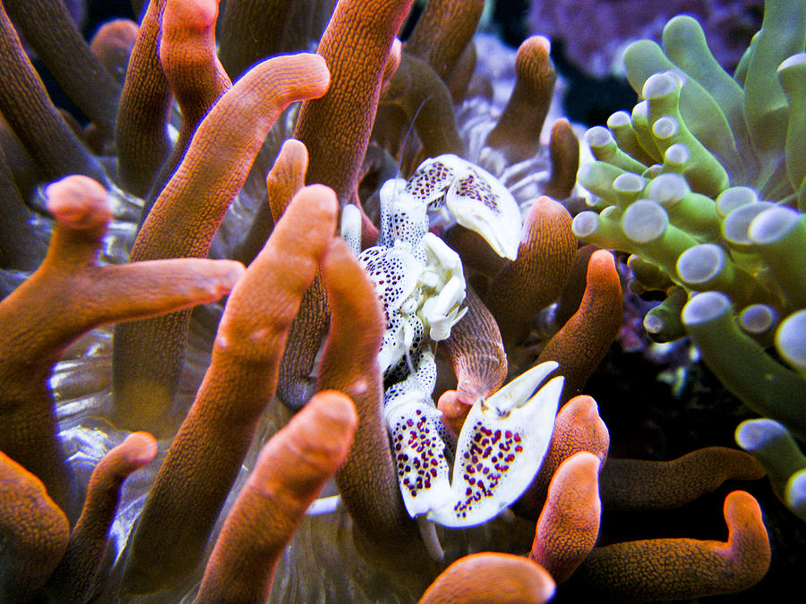 Porcelain Anemone Crab Photograph