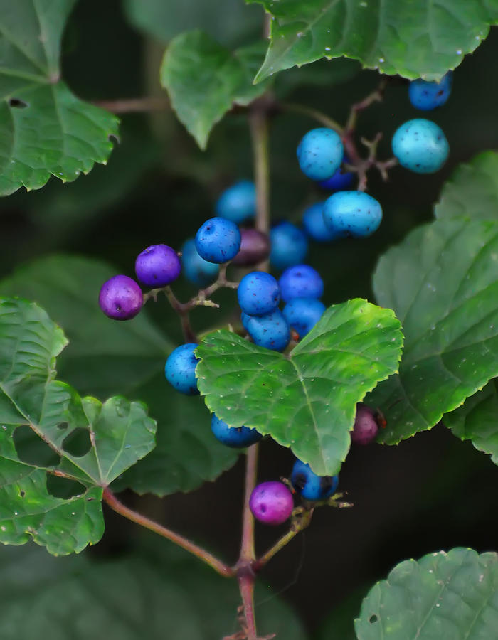 Porcelain berries on a vine Photograph by Flees Photos