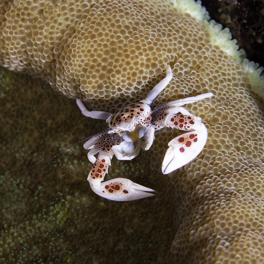 Solomon Islands Photograph - Porcelain Crab II by Paula De Baleau